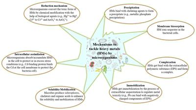 Recent Developments in Microbe–Plant-Based Bioremediation for Tackling Heavy Metal-Polluted Soils